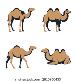 Collection of four camel vector illustrations showing different poses such as standing walking and resting on a white background