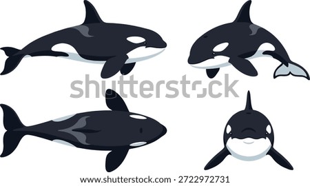 A collection of four cartoon orca killer whales depicted from different angles, presented as vector art.