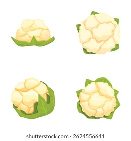 Collection of four cauliflower illustrations with green leaves, in various angles, perfect for foodthemed designs