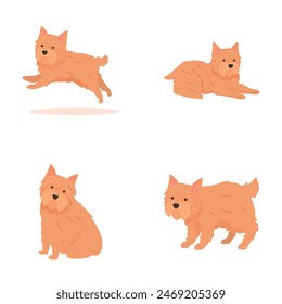 Collection of four cute scottish terrier illustrations, depicting different playful poses