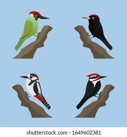 
A collection of four different species of woodpeckers. Cute cartoon style.