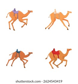 Coleção de quatro ilustrações vetoriais de camelos com selas sobre fundo plano