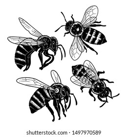 Collection of four watercolor honey bees isolated on white background. Top and side views. Vector realistic design