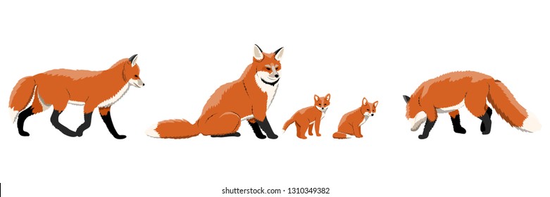 A collection of foxes in various poses. Adult foxes and cubs. Wild animals of Europe, Asia, America, Scandinavia and Canada and North Africa. Realistic Vector