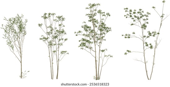 Collection of Fraxinus lanuginosa plants on transparent background