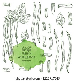 Collection of french green beans: plant, pod and seed of green beans. Vector hand drawn illustration