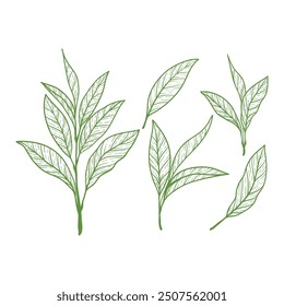 collection of fresh green tea leaf logos