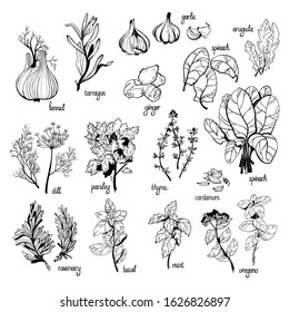Collection of fresh herbs isolated: mint, dill, basil, rosemary, parsley, oregano, garlic, ginger, cardamom, thyme,tarragon,fennel.Vector object isolated on white background. Kitchen spices banner.