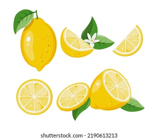 Collection of fresh lemon fruits isolated on white background, lemon slice vector illustration