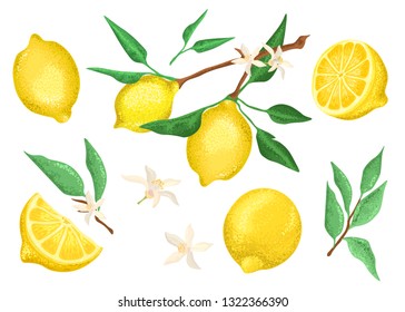 Collection of fresh lemons, lemon branches and flowers on a white background. Vector plant set