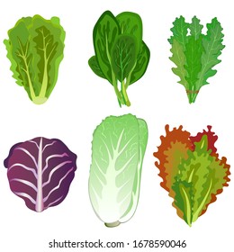 Collection of fresh lettuce leaves, lettuce, cabbage, spinach, healthy vegetarian food. Vector illustration