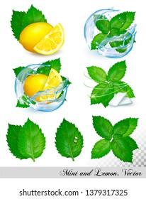 Collection of fresh mint and melissa leaves with lemon in splash of water. Vector set