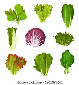 Collection of fresh salad leaves, radicchio, lettuce, romaine, kale, collard, sorrel, spinach, mizuna, healthy organic vegetarian food vector Illustration