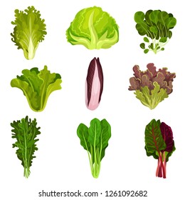 Colección de hojas frescas de ensalada, radicchio, lechuga, espinacas, arugula, rucola, mache, berenjena, iceberg, colardo, vector de alimento vegetariano orgánico sano Ilustración