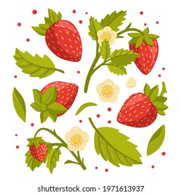 Collection of fresh strawberries, green leaves and flowers isolated on white background. Fresh, organic berries. Healthy and beneficial product. Gardening or horticulture concept. Vector illustration.