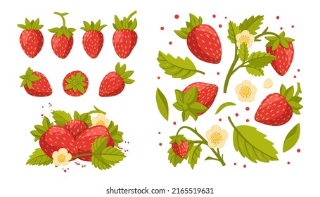 Collection of fresh strawberries and strawberry branches, green leaves and flowers isolated on white background. Fresh, organic berries. Gardening or horticulture concept. Vector illustration.