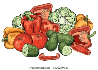 Collection of fresh vegetables bell pepper, tomato, cucumber and cabbage vector illustration isolated on white background