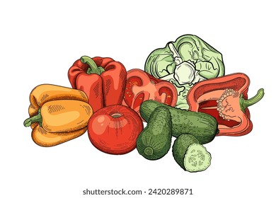Collection of fresh vegetables bell pepper, tomato, cucumber and cabbage vector illustration isolated on white background