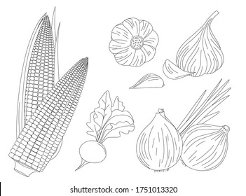 collection of fresh vegetables. onion, corn, radish and garlic for your coloring book