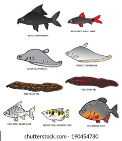 Collection of fresh water fish from Southeast Asia and all of them can be found in the river of Thailand such as Chao Phraya river.