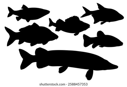 Collection of freshwater fish silhouettes. Set of vector images bream, perch, carp, chub, pike, tench. Side view. Vector illustration isolated on white background