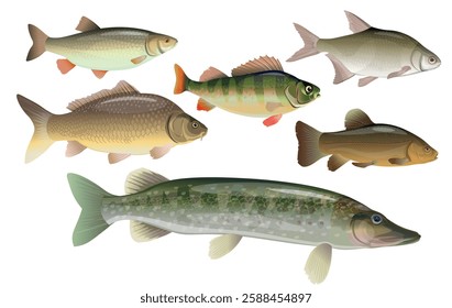 Collection of freshwater fish of various species. Set of vector images bream, perch, carp, chub, pike, tench. Side view. Vector illustration isolated on white background