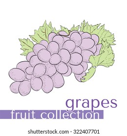 Collection of fruit in a vector. Bunch of grapes.
