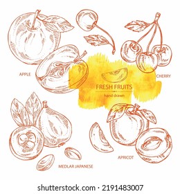 Collection of fruits: apple fruit, apricot, japanese: medlar fruit and cherry. Vector hand drawn illustration.