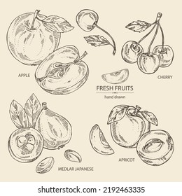 Collection of fruits: apple fruit, apricot, japanese: medlar fruit and cherry. Vector hand drawn illustration.