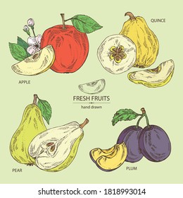 Collection of fruits: apple, pear, quince frut and plum. Vector hand drawn illustration.