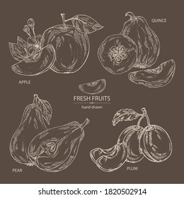 Collection of fruits: apple, pear, quince frut and plum. Vector hand drawn illustration.