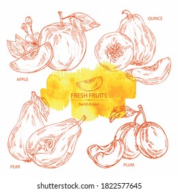 Collection of fruits: apple, pear, quince frut and plum. Vector hand drawn illustration.