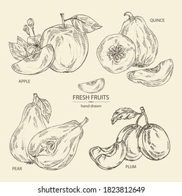 Collection of fruits: apple, pear, quince frut and plum. Vector hand drawn illustration.