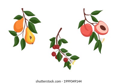 Collection with fruits. Branch with pears. Branch with cherries. Branch with peaches. Vector illustration.