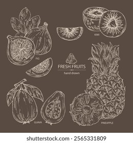 Collection of fruits: fig fruit, kiwi, guava fruit and pineapple. Vector hand drawn illustration.