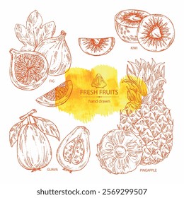 Collection of fruits: fig fruit, kiwi, guava fruit and pineapple. Vector hand drawn illustration.