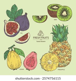 Collection of fruits: fig fruit, kiwi, guava fruit and pineapple. Vector hand drawn illustration.