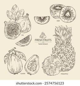 Collection of fruits: fig fruit, kiwi, guava fruit and pineapple. Vector hand drawn illustration.