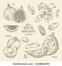 Collection of fruits: figs fruit, dates, durian frut and longan. Vector hand drawn illustration.