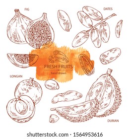 Collection of fruits: figs fruit, dates, durian frut and longan. Vector hand drawn illustration.