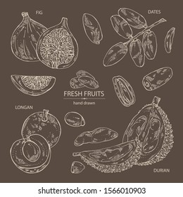 Collection of fruits: figs fruit, dates, durian frut and longan. Vector hand drawn illustration.