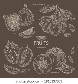 Collection of fruits: figs fruits, persimmon, pepino fruit and medlar japanese. Vector hand drawn illustration.