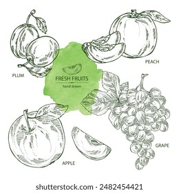 Collection of fruits: grapes, peach, plum and apple. Vector hand drawn illustration.