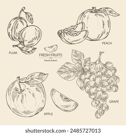 Collection of fruits: grapes, peach, plum and apple. Vector hand drawn illustration.