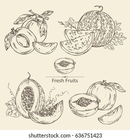 Collection of fruits: melon, watermelon, peach and apricot. Hand drawn.