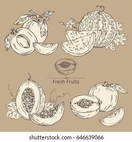 Collection of fruits: melon, watermelon, peach and apricot. Vector hand drawn illustration