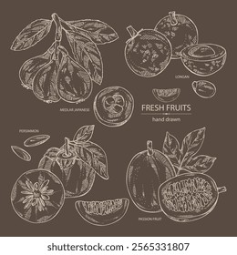 Collection of fruits: passion fruit, persimmon, medlar japanese and longan. Vector hand drawn illustration.