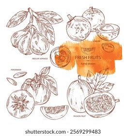 Collection of fruits: passion fruit, persimmon, medlar japanese and longan. Vector hand drawn illustration.