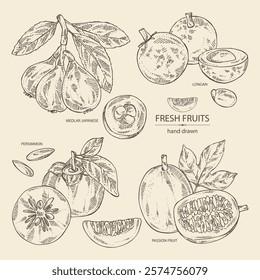 Collection of fruits: passion fruit, persimmon, medlar japanese and longan. Vector hand drawn illustration.