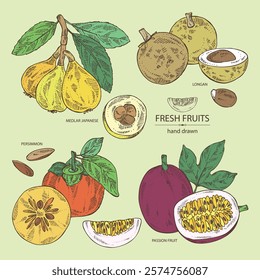 Collection of fruits: passion fruit, persimmon, medlar japanese and longan. Vector hand drawn illustration.